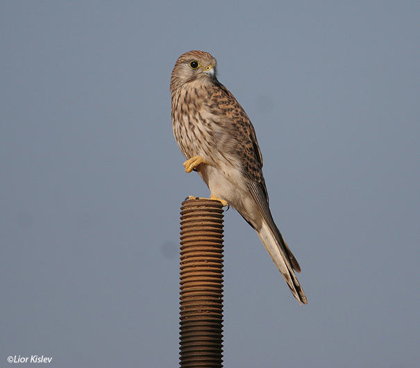  בז מצוי Common Kestrel Falco  Tinnunculus                                        עמק עכו נובמבר 2005